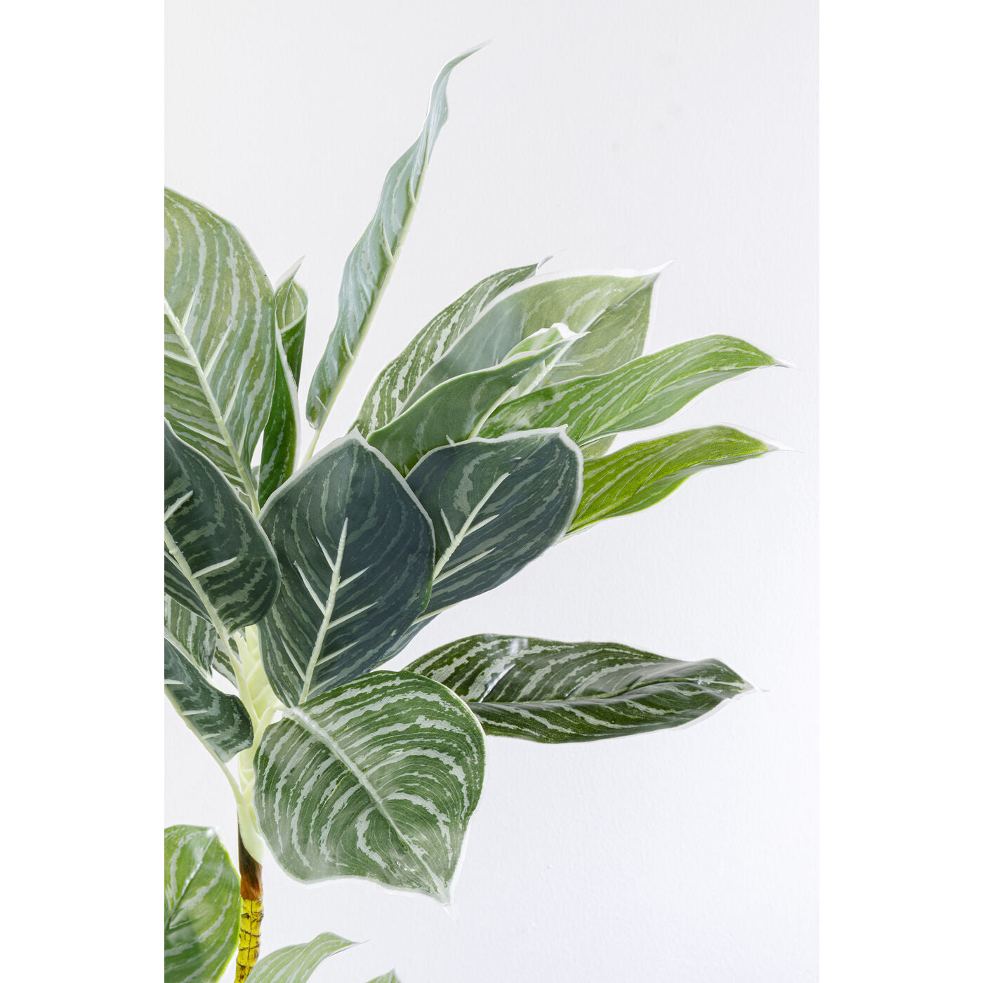 Deco Plant Calathea 140cm