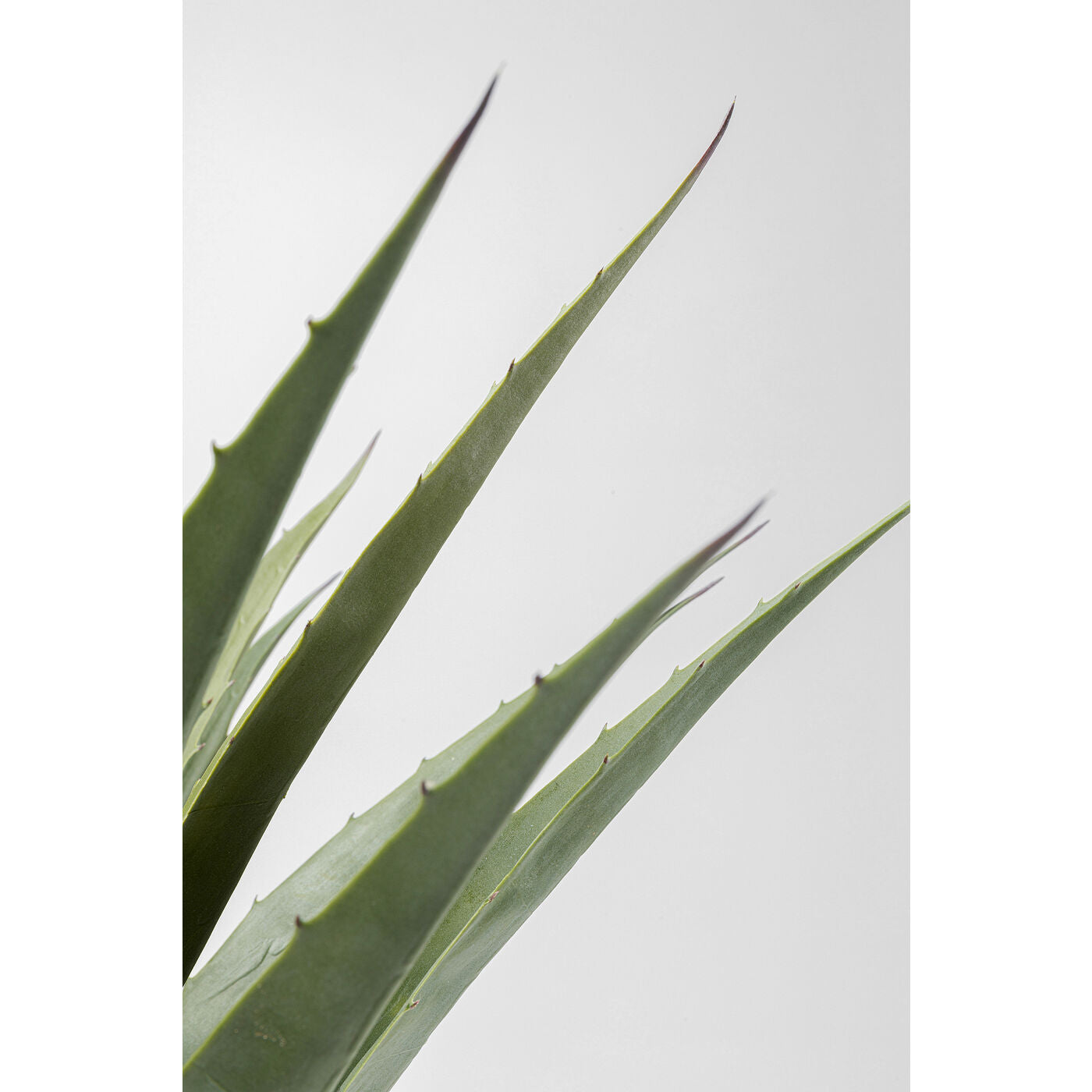 Deco Plant Agave 85cm