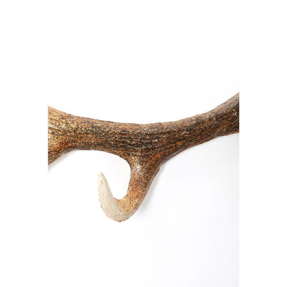 Coat Rack Antler Nature 35cm