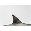 Shark Figurine Decor