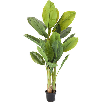 Deco Plant  Banana Tree 180cm