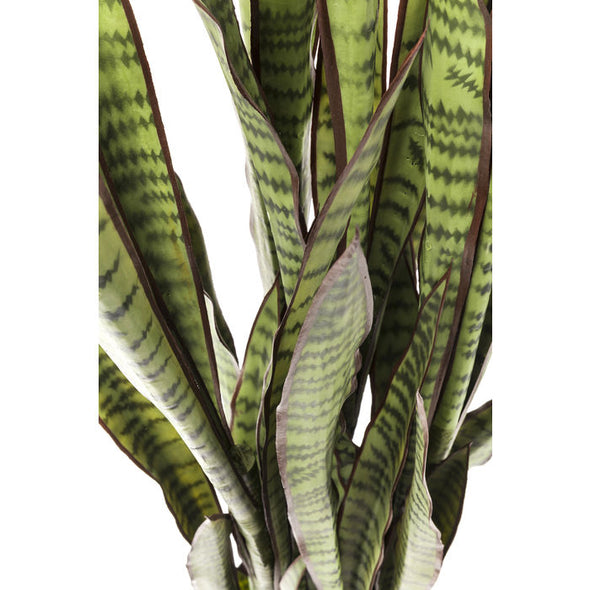 Deco Plant Sansewieria 155cm