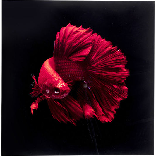 Glass Picture Fire Fish 100x100