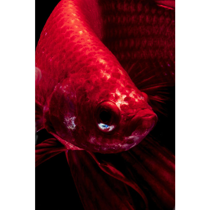 Glass Picture Fire Fish 100x100