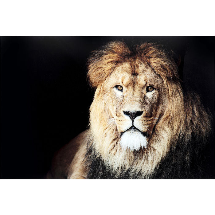 Glass Picture King of Lion 150x100