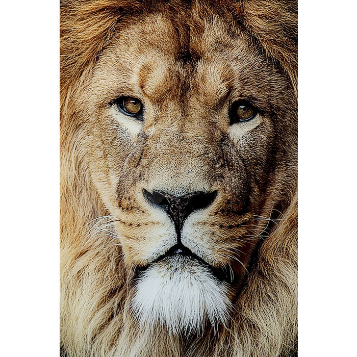 Glass Picture King of Lion 150x100