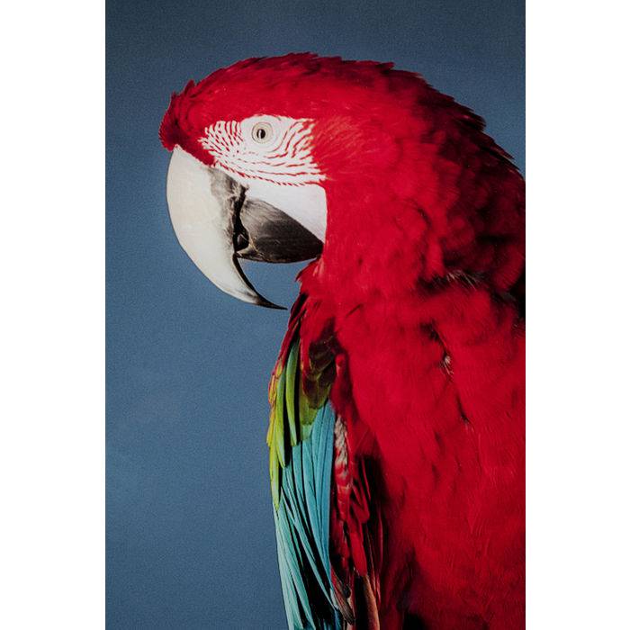 Glass Picture Twin Parrot 80x120 - JULIA VENCE STORE