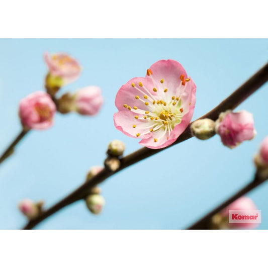 Wallpaper Komar Peach Blossom 350x250 cm